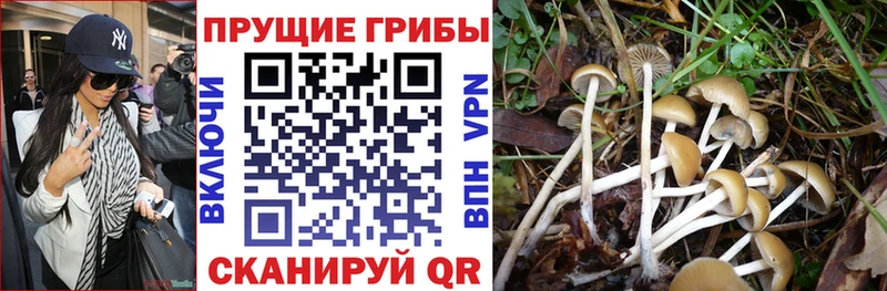 Галлюциногенные грибы Psilocybe купить наркотик Междуреченск