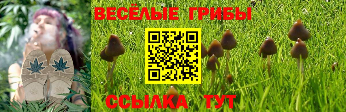 Междуреченск  Галлюциногенные грибы Cubensis  Вход с VPN 